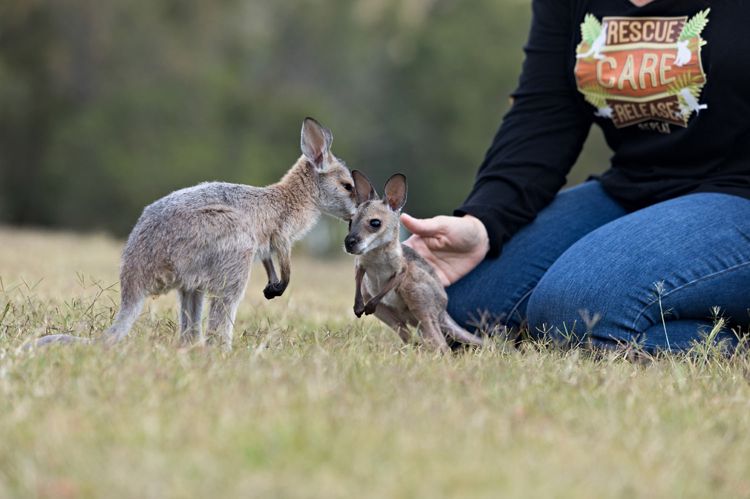 An injured kangaroo joey with a bandaged leg wrapped in a blanket in care