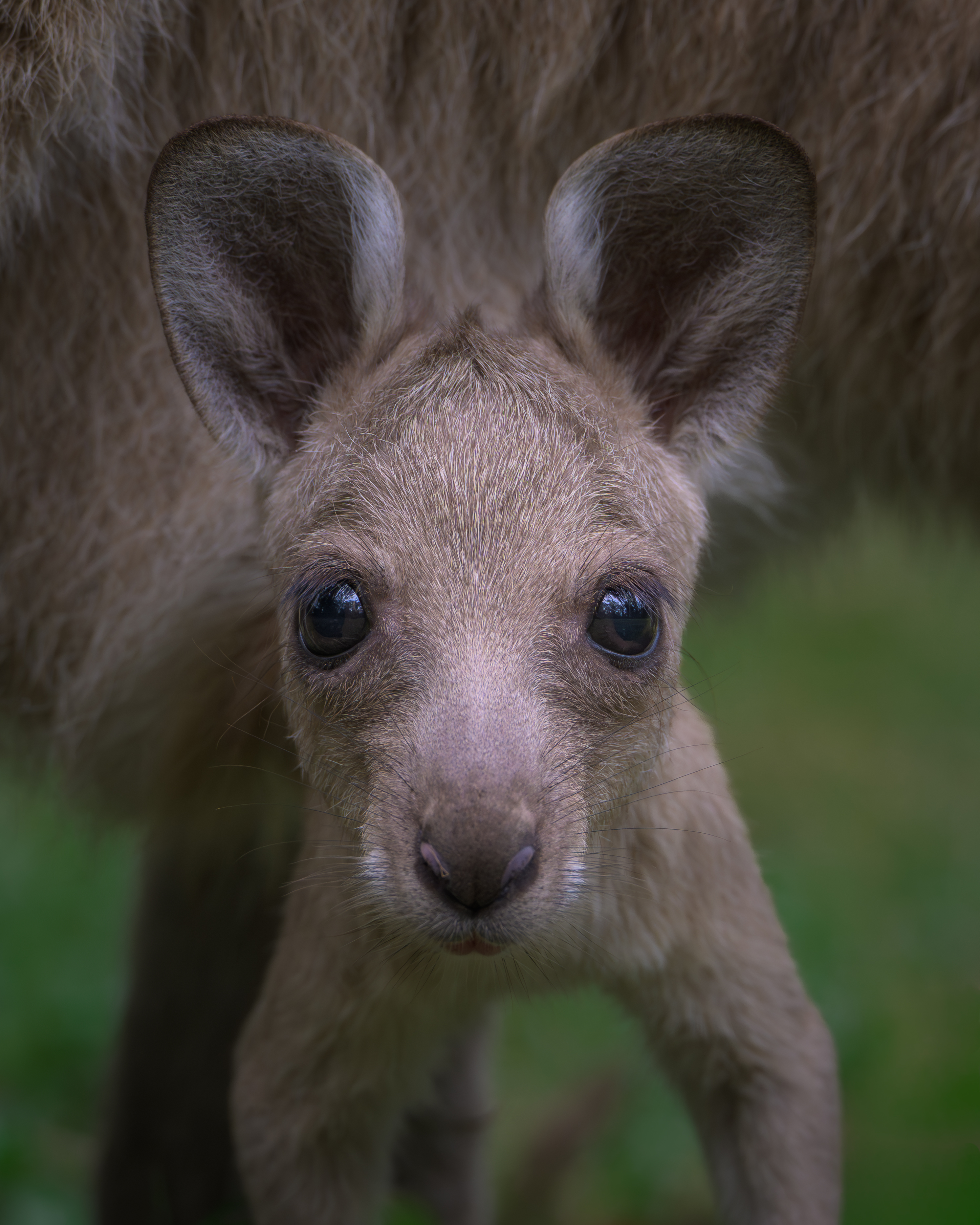 A young Joey sneaking a look out of pouch in South-East Queensland