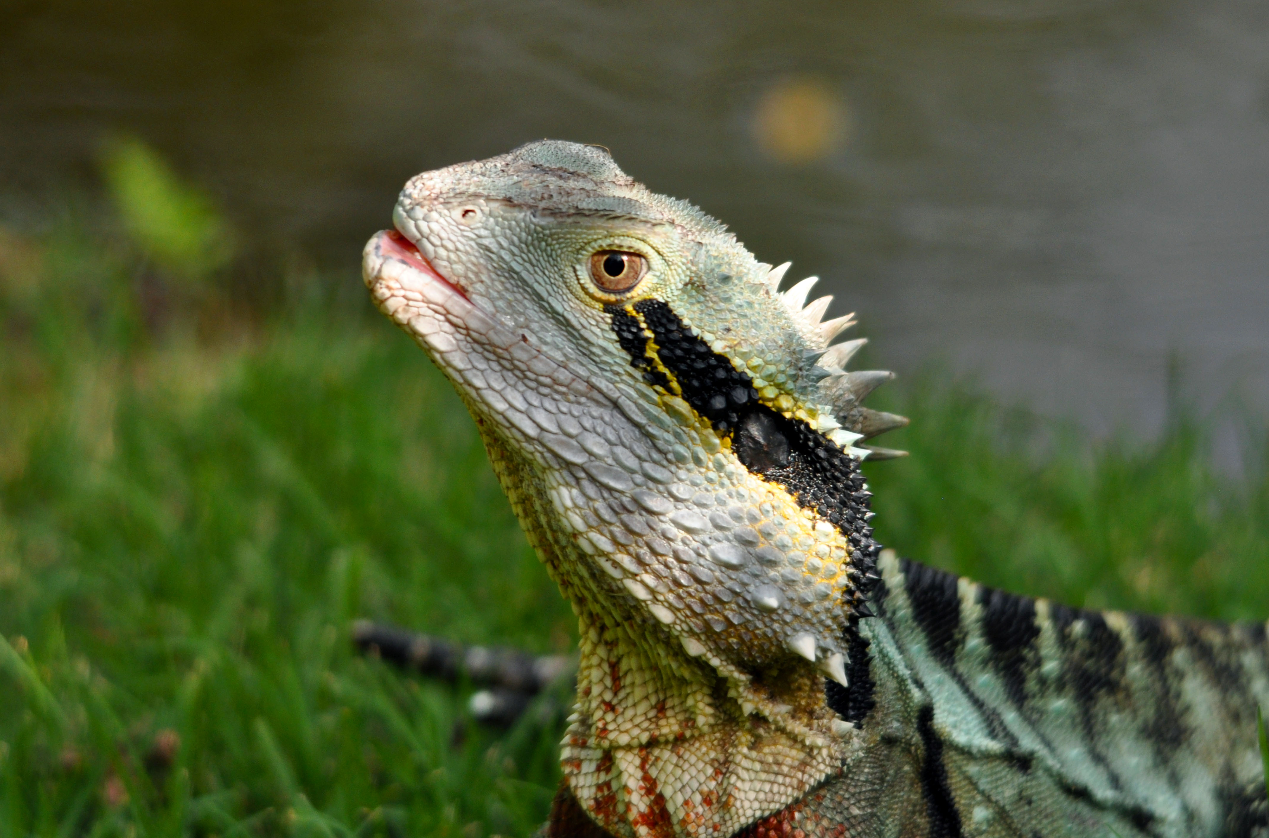 Close-up portrait of a water dragon