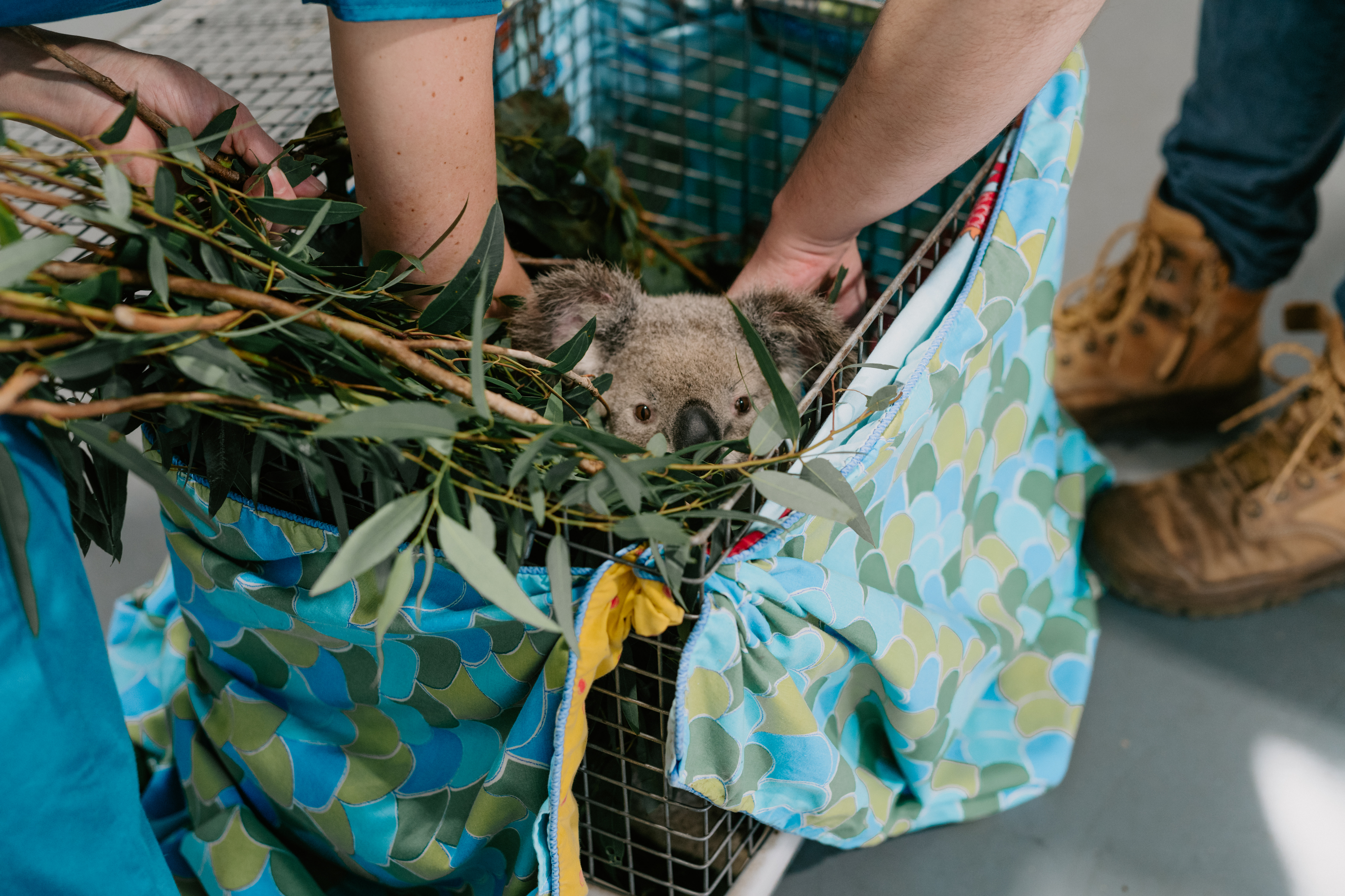 An orphaned Joey being offered Leaf.