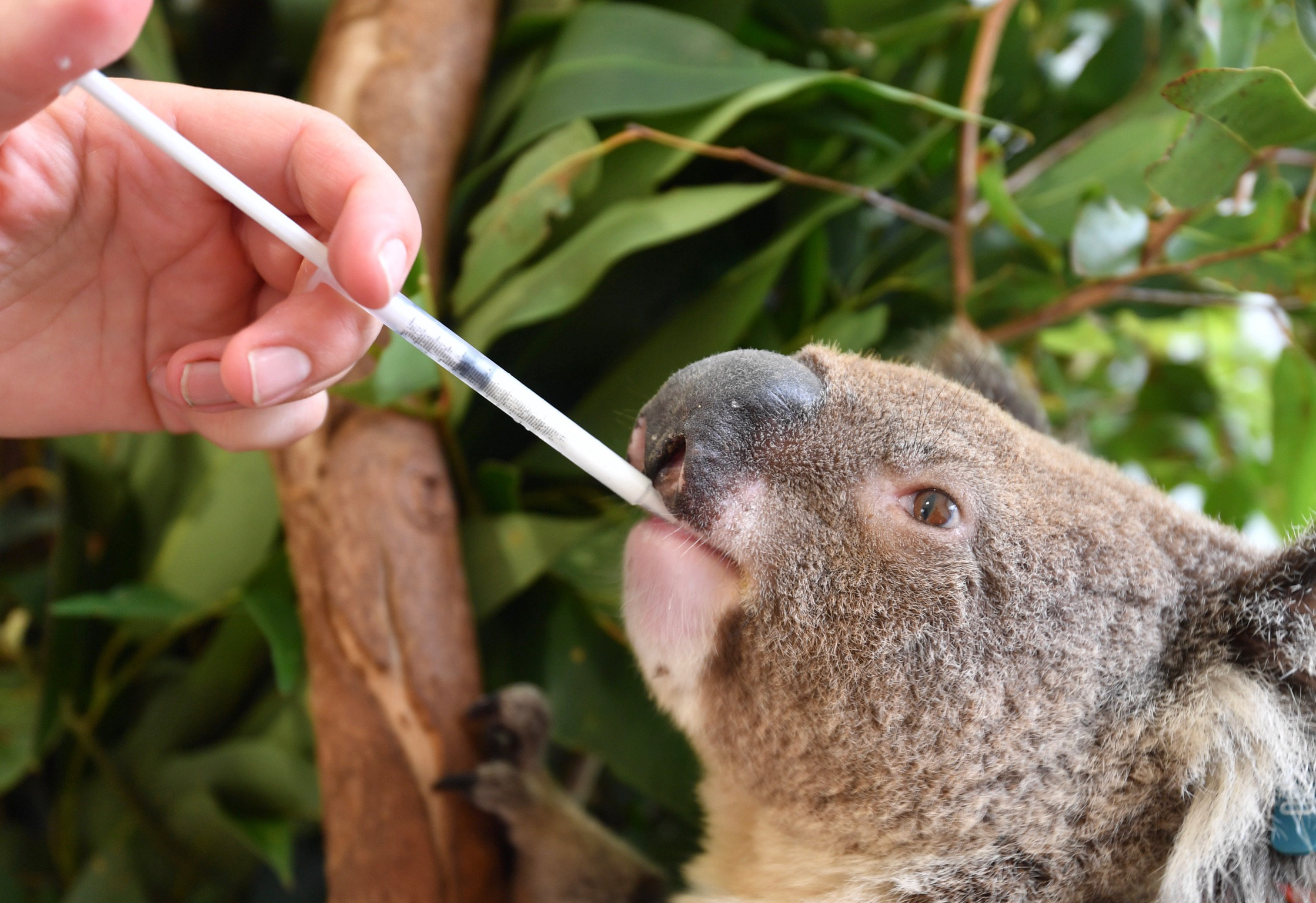 A carer feeding an orphaned koala
